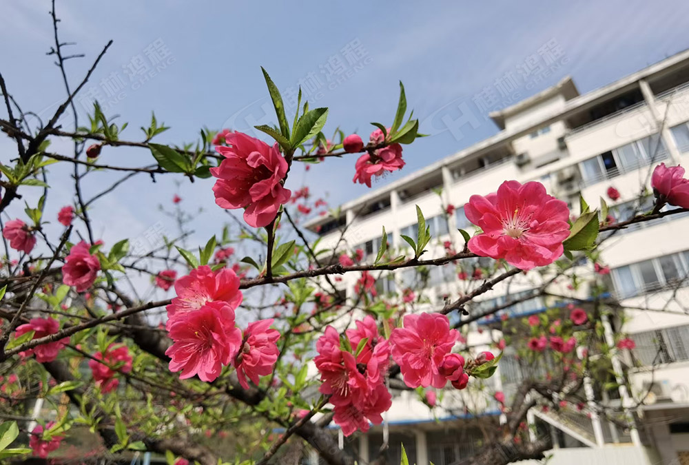桂林鴻程花團(tuán)錦簇，滿園春色，邀您一起共賞春景，共商大計(jì)！